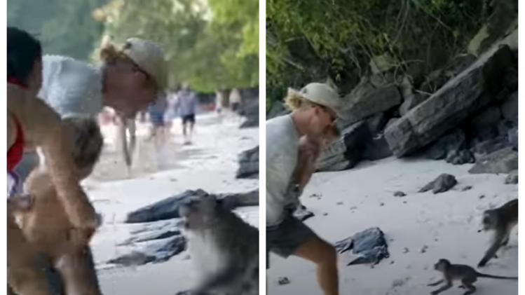 Il se fait attaquer par un groupe de singes en essayant de protéger ses fils et ses affaires (vidéo)